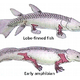 Image for article titled Scientists Create Fish With Legs